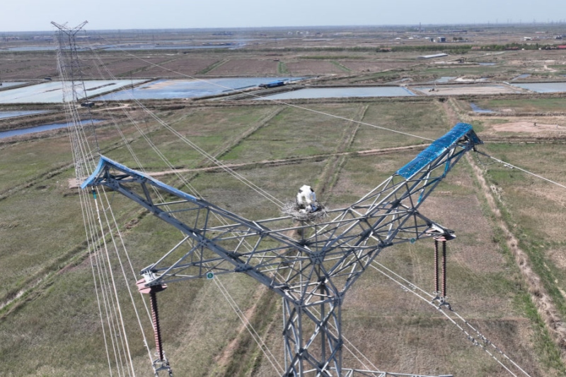 【新华社】黄河三角洲上的“鸟线共生”合奏曲